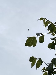 Ictinia mississippiensis