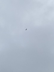 Ictinia mississippiensis