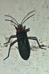 Oncopeltus luctuosus