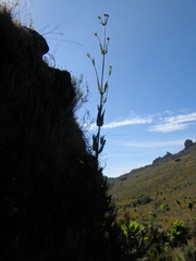 Dipsacus pinnatifidus