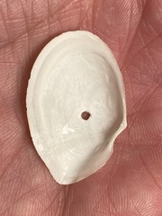 Rexithaerus indentata