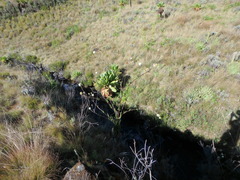 Dipsacus pinnatifidus
