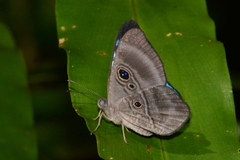 Mesosemia messeis