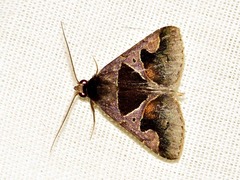 Anoba disjuncta