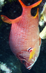 Sargocentron spiniferum