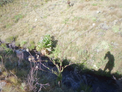 Dipsacus pinnatifidus