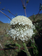 Dipsacus pinnatifidus
