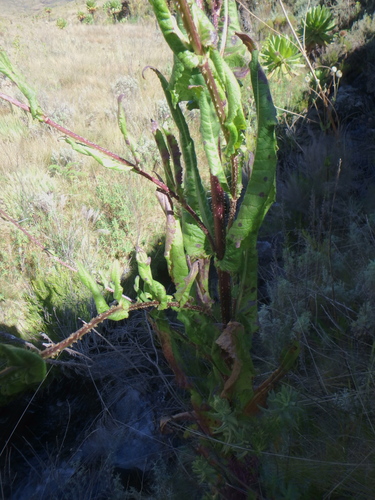 Dipsacus pinnatifidus