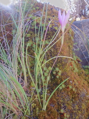 Hesperantha petitiana