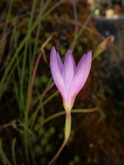 Hesperantha petitiana