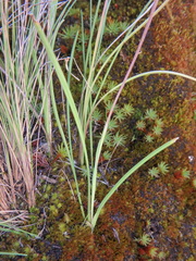 Hesperantha petitiana