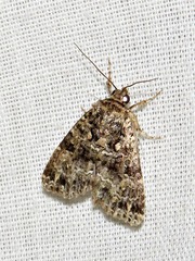 Callopistria latreillei