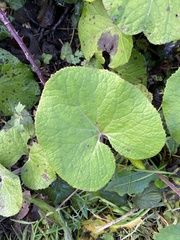 Petasites pyrenaicus
