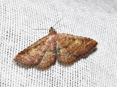 Cerynea thermesialis