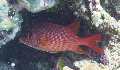 Sargocentron spiniferum