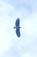 Haliaeetus ichthyaetus