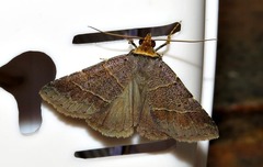 Plecoptera melalepis