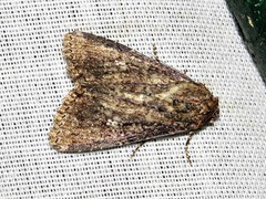 Condica capensis