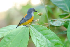 Dicaeum trigonostigma