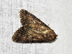 Condica capensis