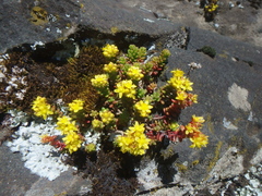 Sedum ruwenzoriense