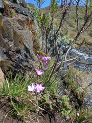 Hesperantha petitiana