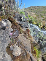 Hesperantha petitiana