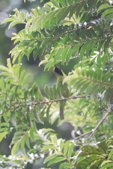 Chloropsis cyanopogon