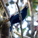 Black Magpie - Photo (c) Tan Kok Hui, some rights reserved (CC BY-NC), uploaded by Tan Kok Hui