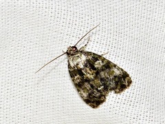 Iambia melanochlora