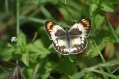 Colotis antevippe gavisa
