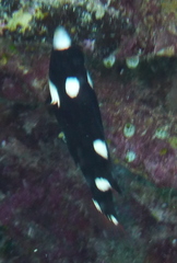 Bodianus axillaris