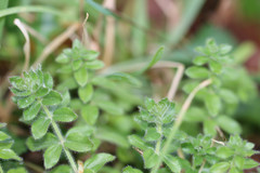 Cruciata laevipes