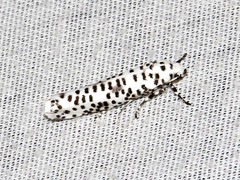 Yponomeuta strigillatus