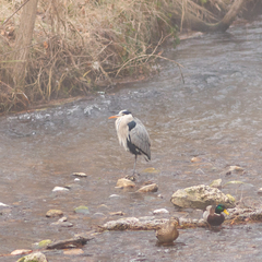 Ardea cinerea