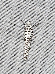 Yponomeuta strigillatus