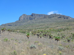 Dendrosenecio