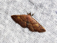 Cerynea thermesialis