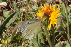 Colias phicomone