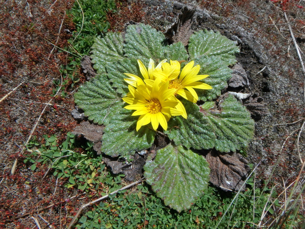 Haplocarpha rueppellii