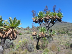 Dendrosenecio