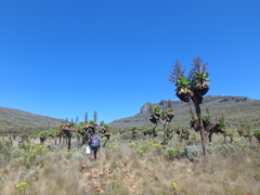 Dendrosenecio