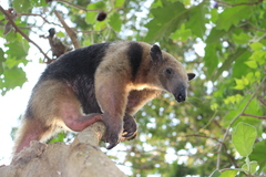 Southern Tamandua photo 5