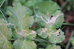 Phytomyza lappae