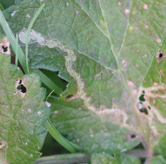 Phytomyza lappae