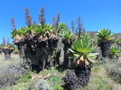 Dendrosenecio elgonensis