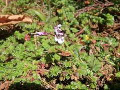 Cardamine obliqua
