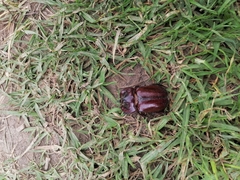 Heterogomphus bourcieri