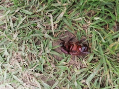 Heterogomphus bourcieri