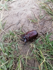 Heterogomphus bourcieri